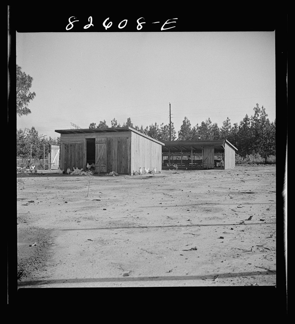 [Untitled photo, possibly related to: Escambia Farms, Florida. The even climate of Florida makes poultry houses easy to…