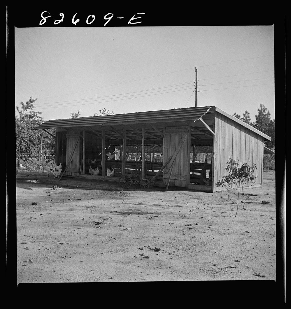 Escambia Farms, Florida. The even climate of Florida makes poultry houses easy to construct. Maximum ventilation is the only…