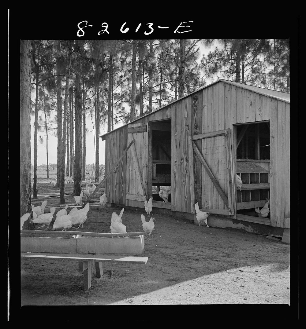 Escambia Farms, Florida. Poultry house built of lumber cut and milled at the farm. FSA (Farm Security Administration)…