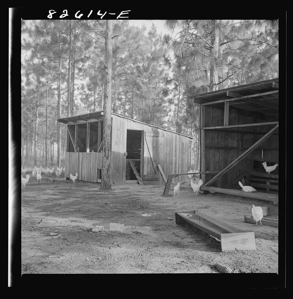 [Untitled photo, possibly related to: Escambia Farms, Florida. The even climate of Florida makes poultry houses easy to…