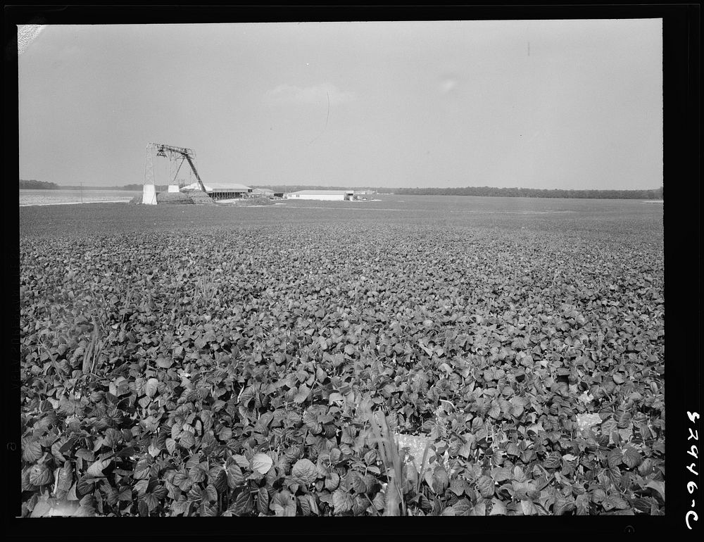 [Untitled photo, possibly related to: Bridgeton, New Jersey. Seabrook Farm. Bean field]. Sourced from the Library of…