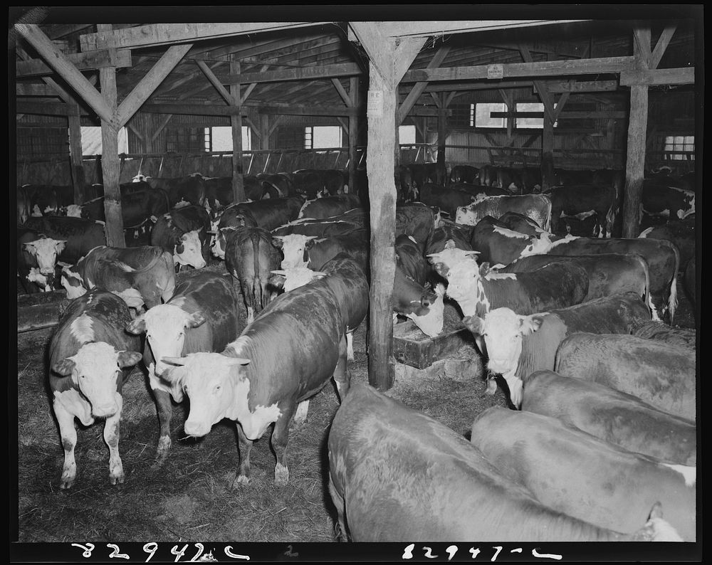 Bridgeton, New Jersey. Seabrook Farm. Free Photo rawpixel