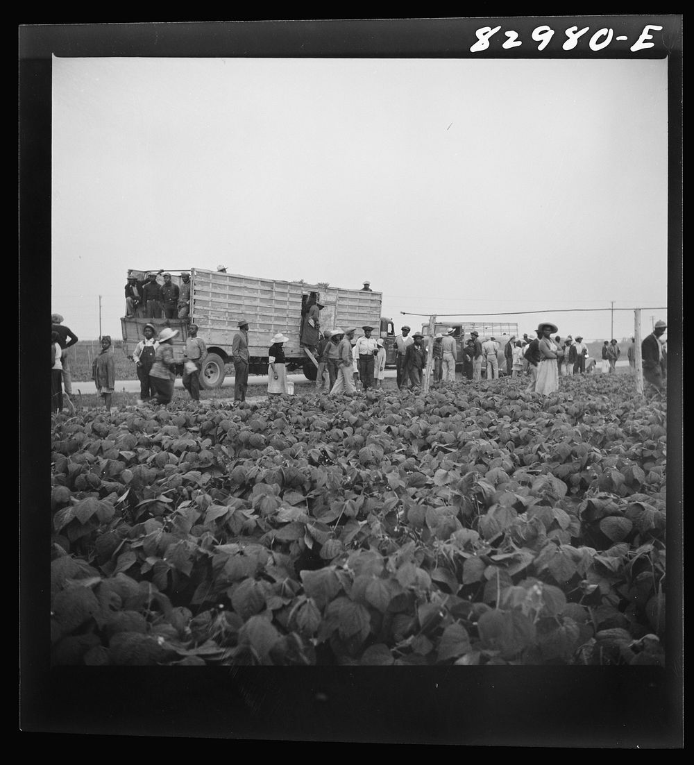 [Untitled photo, possibly related to: Bridgeton, New Jersey. FSA (Farm Security Administration) agricultural workers' camp.…