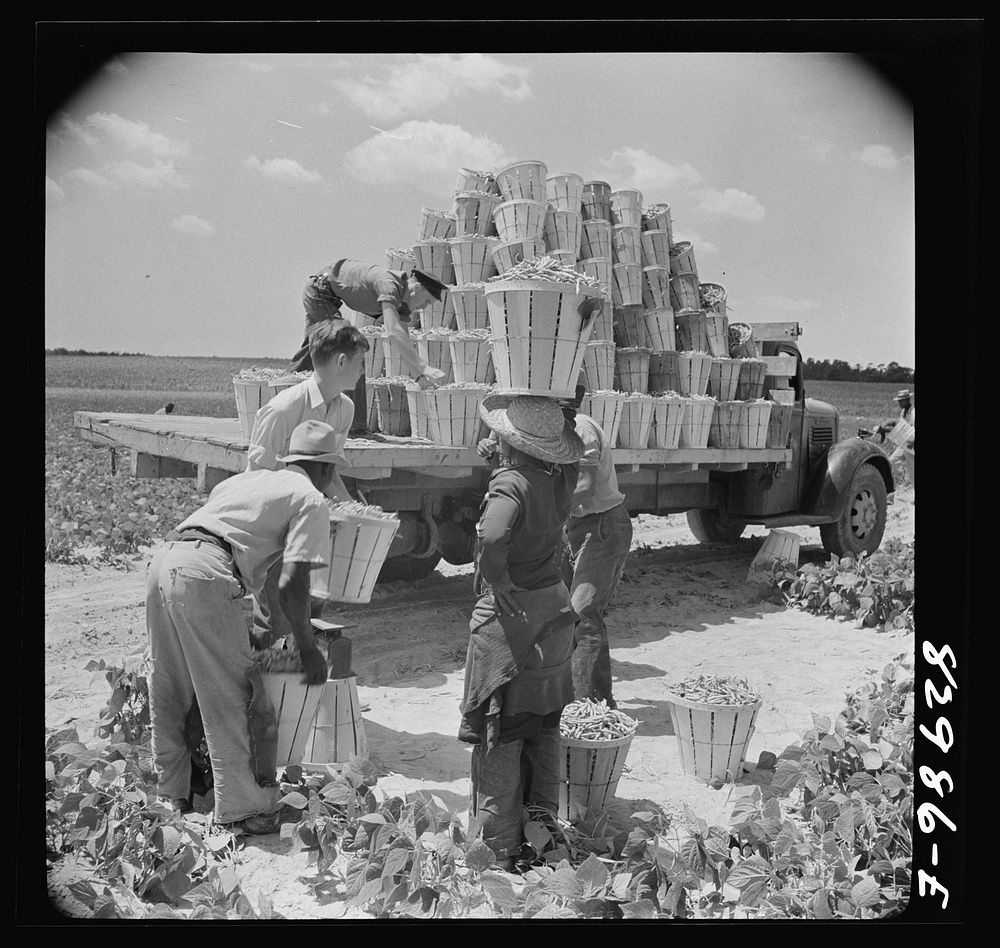 Bridgeton, New Jersey. Seabrook Farm. Weighing in beans. Sourced from the Library of Congress.