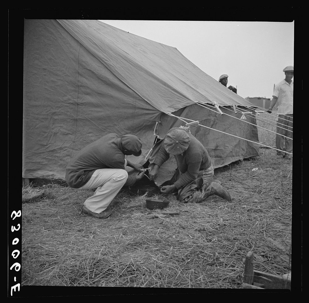Bridgeton, New Jersey. FSA (Farm Security Administration) agricultural workers' camp. Setting up tents. Sourced from the…