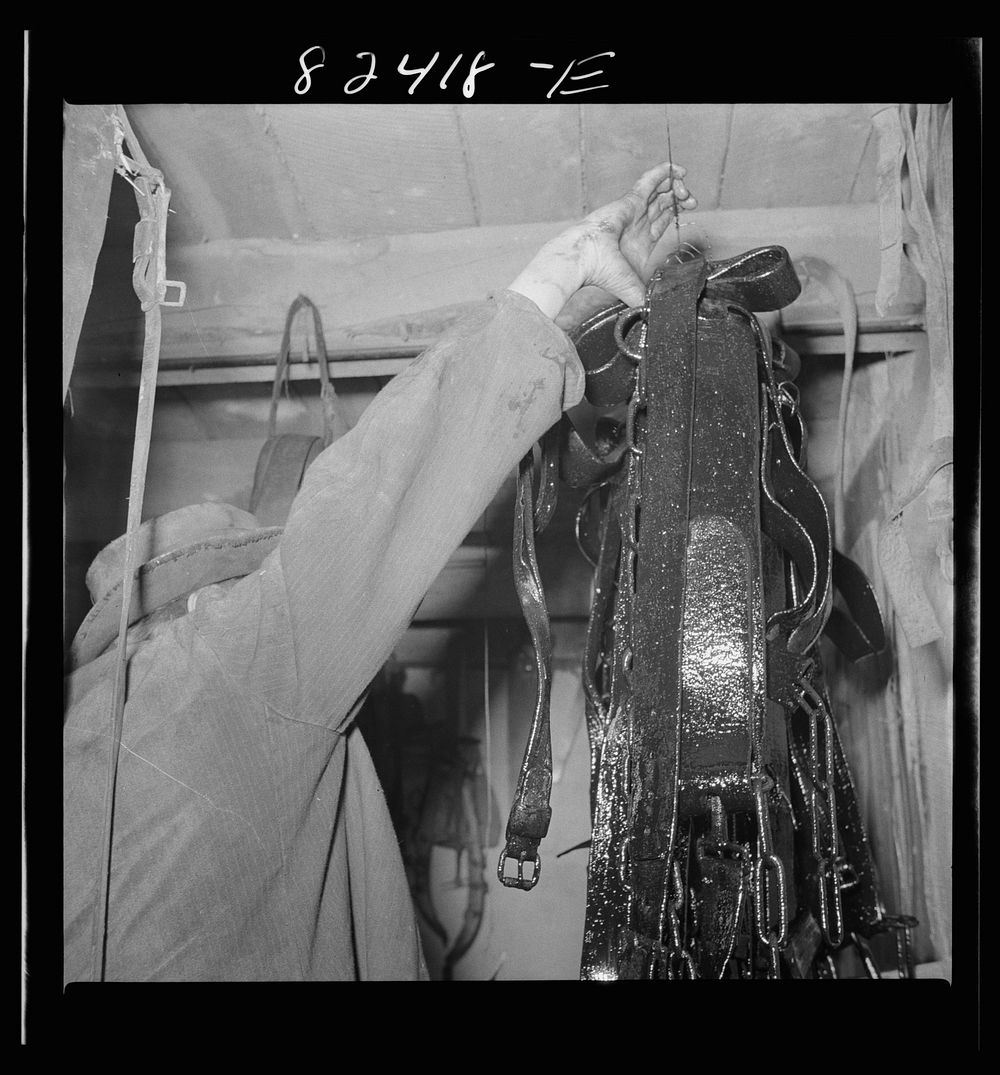 [Untitled photo, possibly related to: Honey Brook, Pennsylvania (vicinity). Amish boy on Zook farm hanging up harness after…