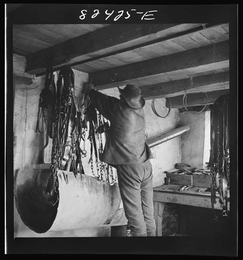 Honey Brook, Pennsylvania (vicinity). Amish boy on Zook farm hanging up harness after dipping it in oil in readiness for…