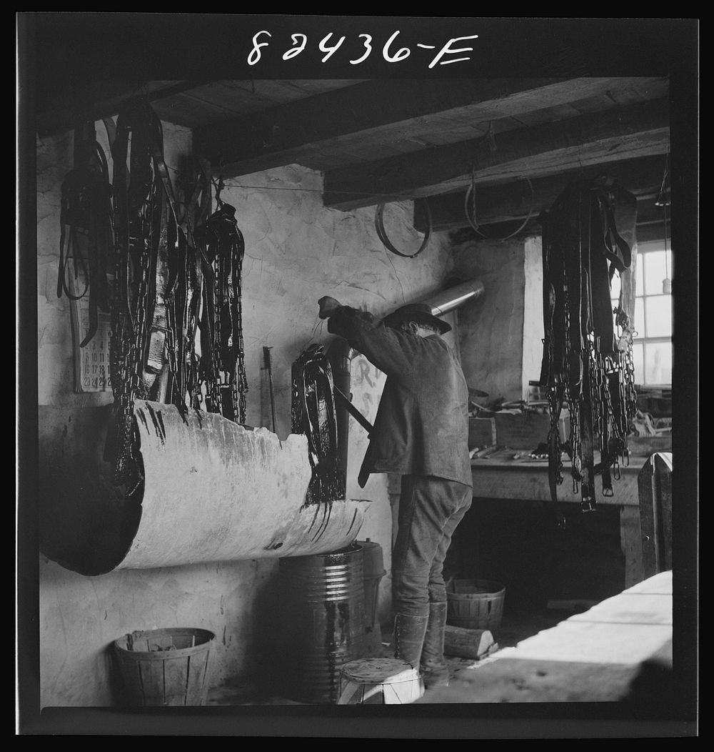 Honey Brook, Pennsylvania (vicinity). Amish farmhand dipping harness in oil on the Zook farm. Sourced from the Library of…