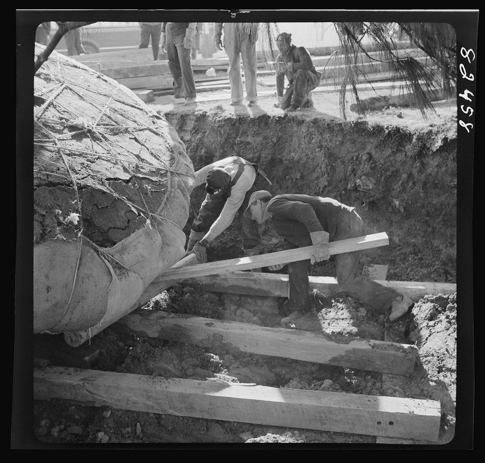 Washington, D.C. Transplanting a tree on an emergency office space construction job. Sourced from the Library of Congress.