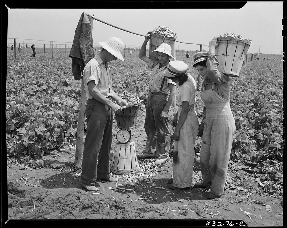 Bridgeton, New Jersey. Seabrook Farm. Jewish family who joined the migrants in harvesting the bean crop. Sourced from the…