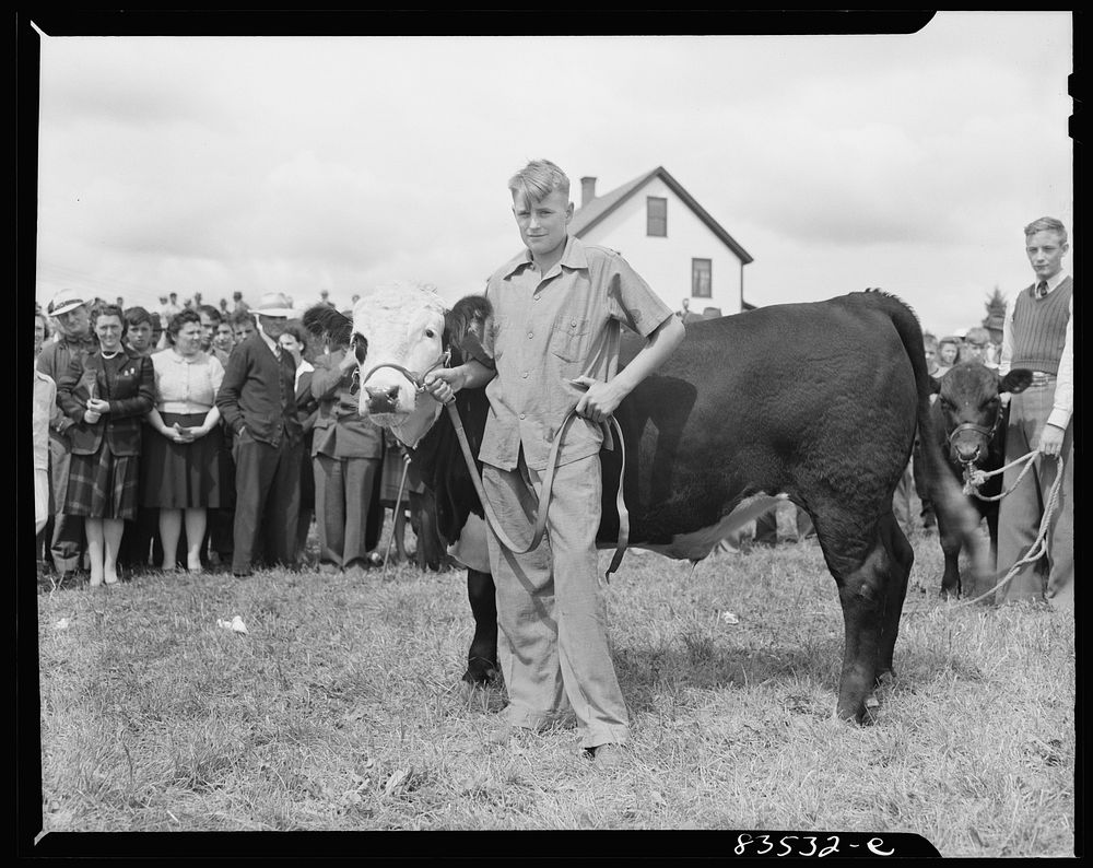 Presque Isle, Maine. Annual agricultural show at the state experimental farm. Prizewinning baby beef which was fattened by a…