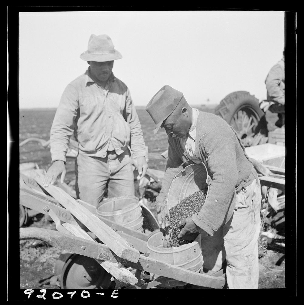 [Untitled photo, possibly related to: Dumping bucket of beans into combination bean planter and fertilizer machine used on…