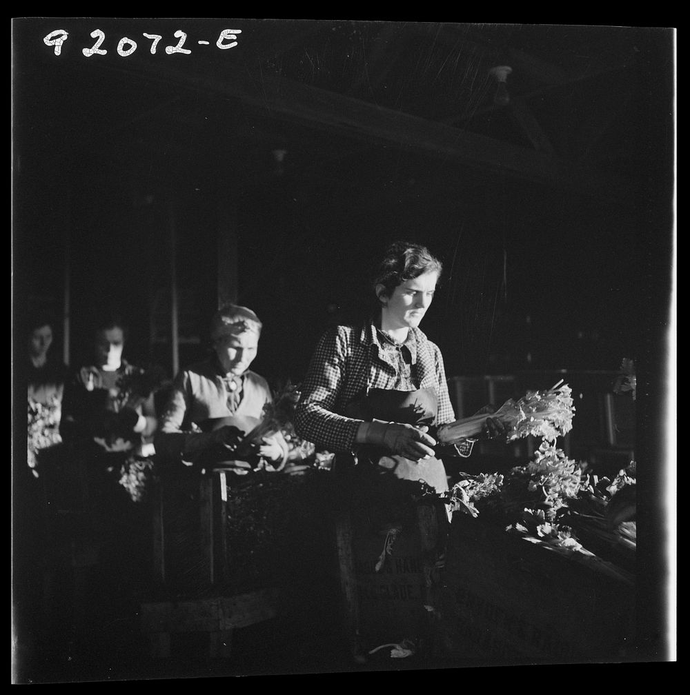 [Untitled photo, possibly related to: Migrant laborer packing celery in packing house. Belle Glade, Florida]. Sourced from…