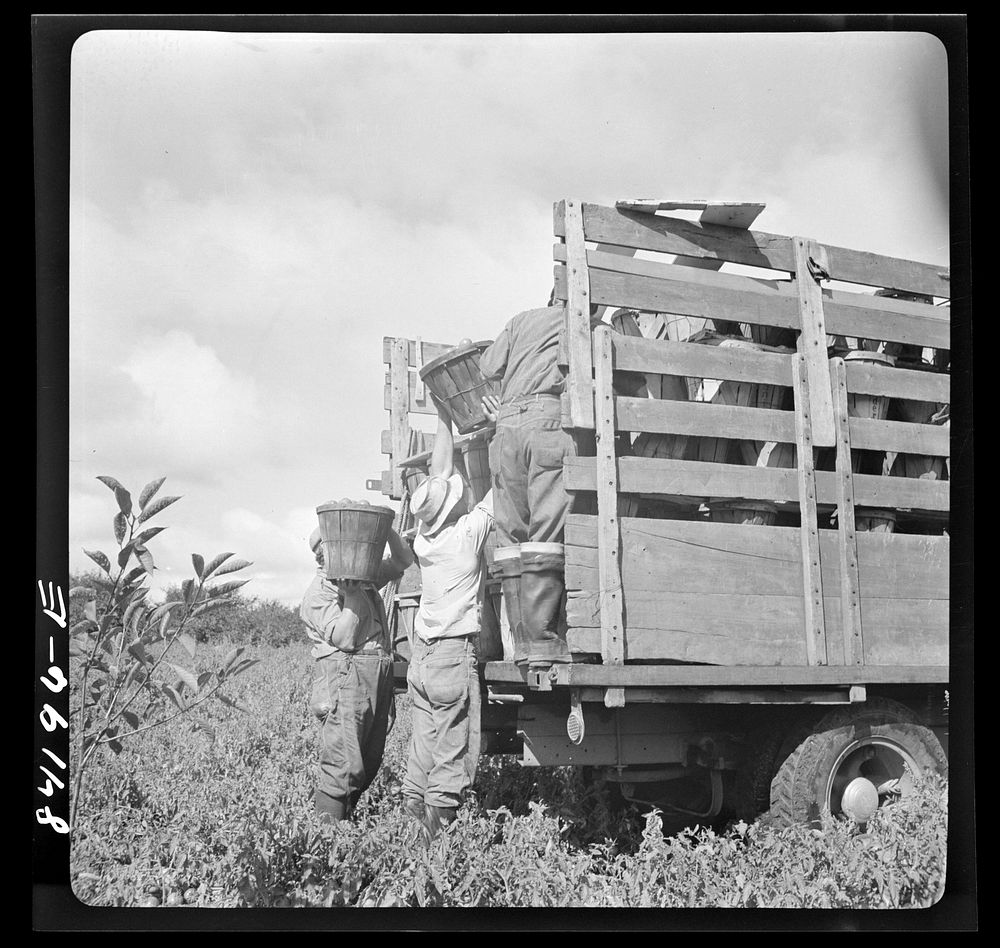 Albion, New York (vicinity). Harvesting tomatoes on Nesbitt's farm. Sourced from the Library of Congress.