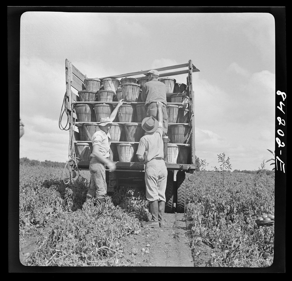 [Untitled photo, possibly related to: Albion, New York (vicinity). Harvesting tomatoes on Nesbitt's farm]. Sourced from the…