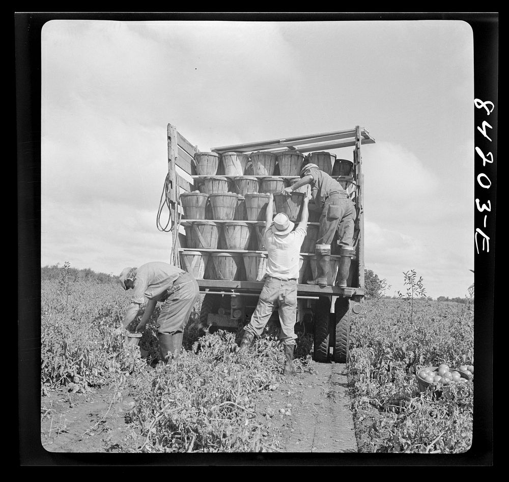 [Untitled photo, possibly related to: Albion, New York (vicinity). Harvesting tomatoes on Nesbitt's farm]. Sourced from the…