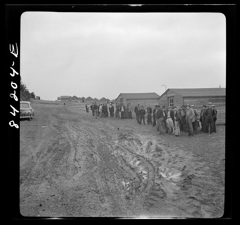 Batavia, New York. Elba FSA (Farm Security Administration) farm labor camp. Migrant waiting for work in front of the United…