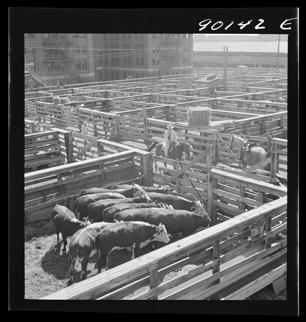 [Untitled photo, possibly related to: Cattle in pens at Union Stockyards before auction sale. Omaha, Nebraska]. Sourced from…