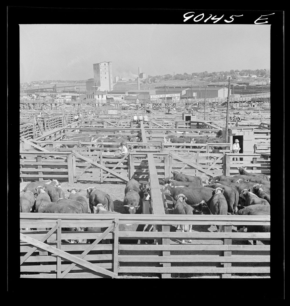 [Untitled photo, possibly related to: Cattle in pens at Union Stockyards before auction sale. Omaha, Nebraska]. Sourced from…