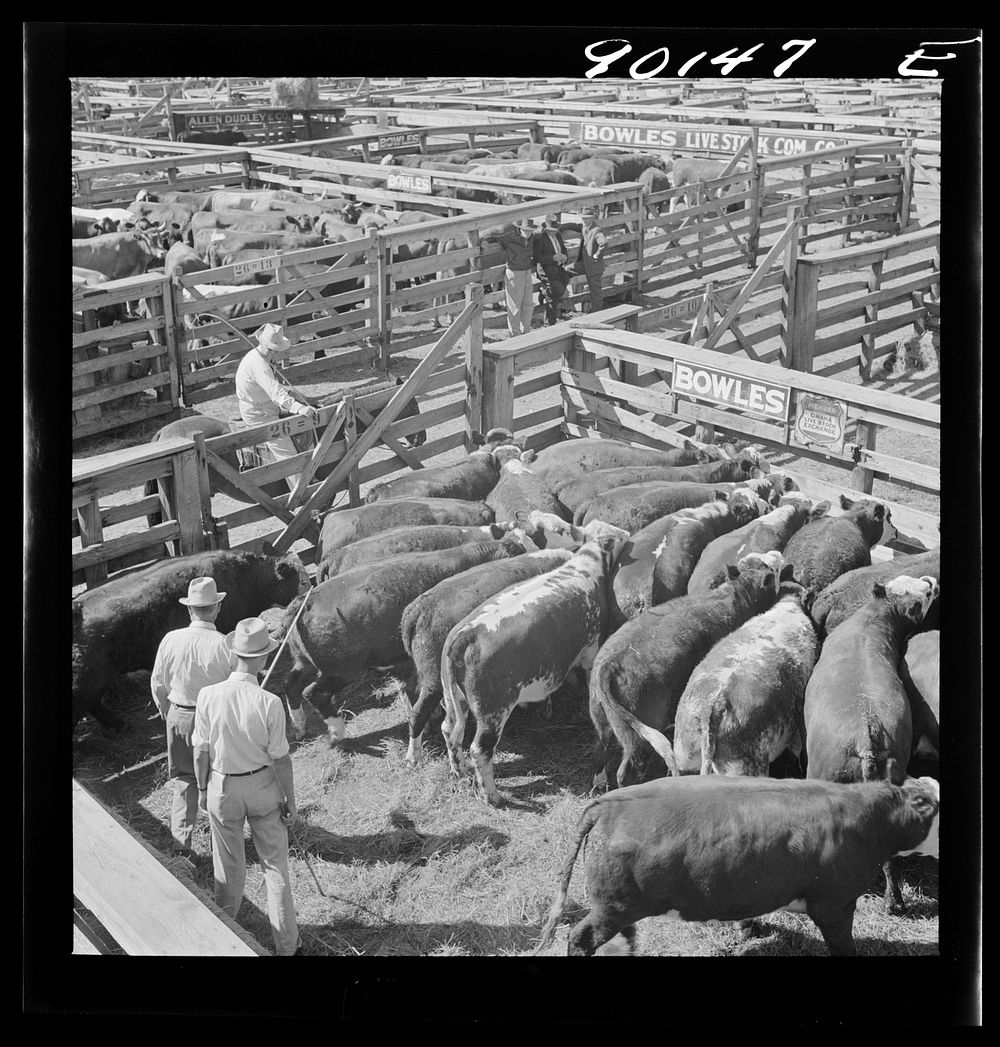 Cattle being inspected by commission men and buyers before auction sale. Union Stockyards, Omaha, Nebraska. Sourced from the…