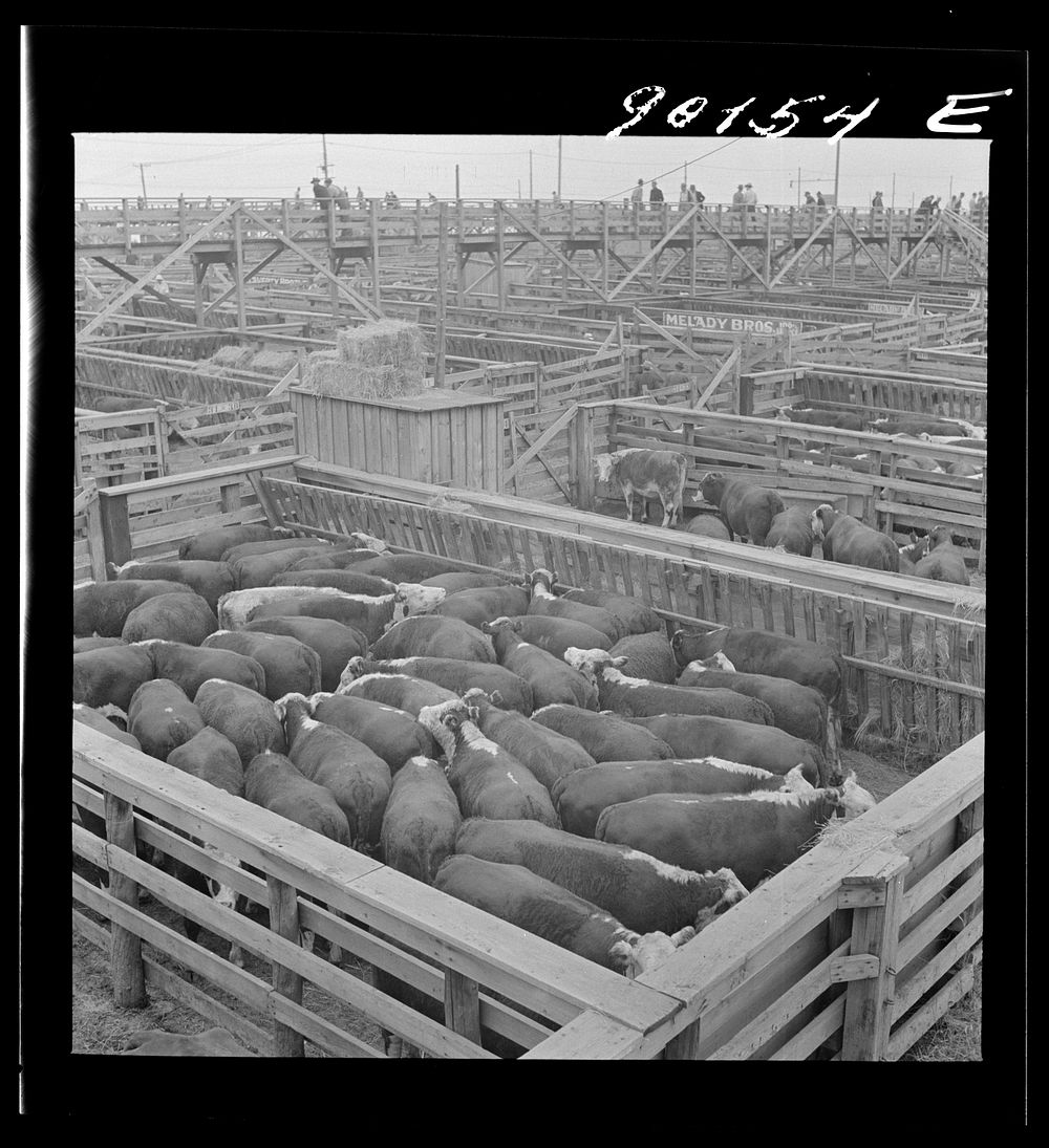 [Untitled photo, possibly related to: Cattle being inspected by commission men and buyers before auction sale. Union…
