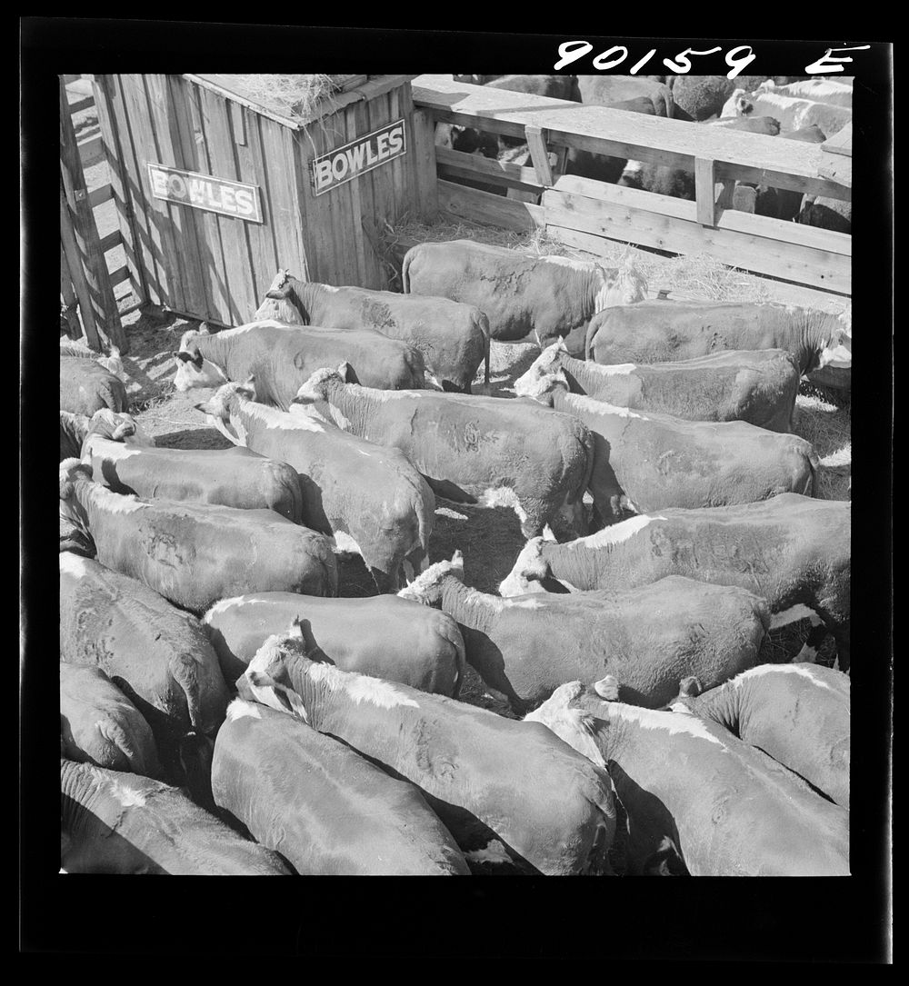 Cattle in pens at the Union Stockyards before the auction sale. Omaha, Nebraska. Sourced from the Library of Congress.