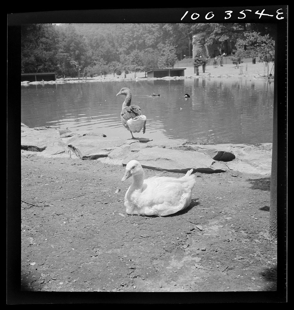 Washington, D.C. Ducks in the Rock Creek Park Zoo. Sourced from the Library of Congress.