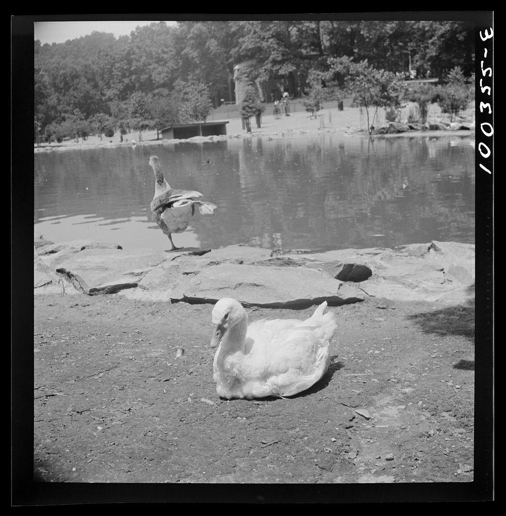 [Untitled photo, possibly related to: Washington, D.C. Ducks in the Rock Creek Park Zoo]. Sourced from the Library of…
