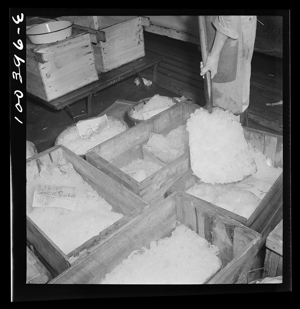 Washington, D.C. District grocery store warehouse on 4th Street S.W. Packing fish in ice for delivery to various stores…