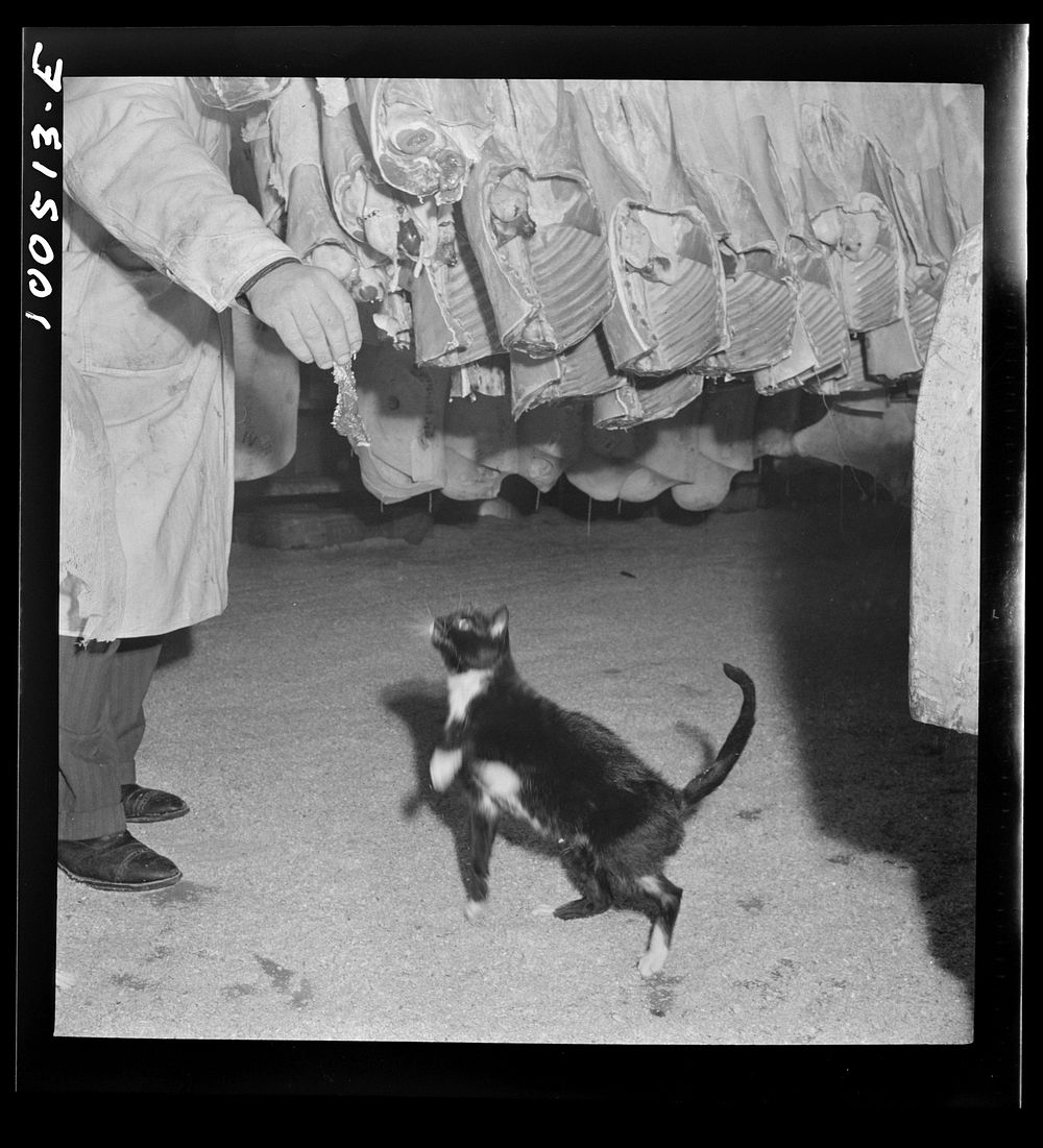 Washington, D.C. This cat was born in cold room where meat is stored in the District grocery store warehouse, and has never…