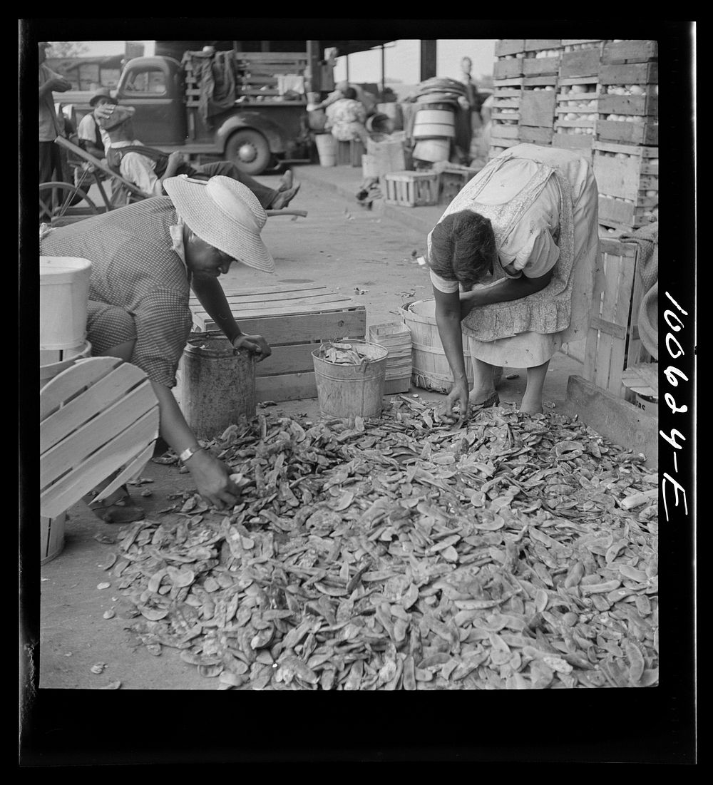 Washington, D.C. Shelling lima beans at the farmers' market. Sourced from the Library of Congress.