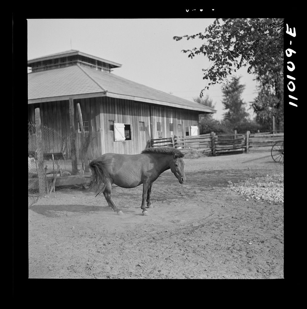 Detroit, Michigan. Pony amusing the crowd in the zoological park by rolling over. Sourced from the Library of Congress.