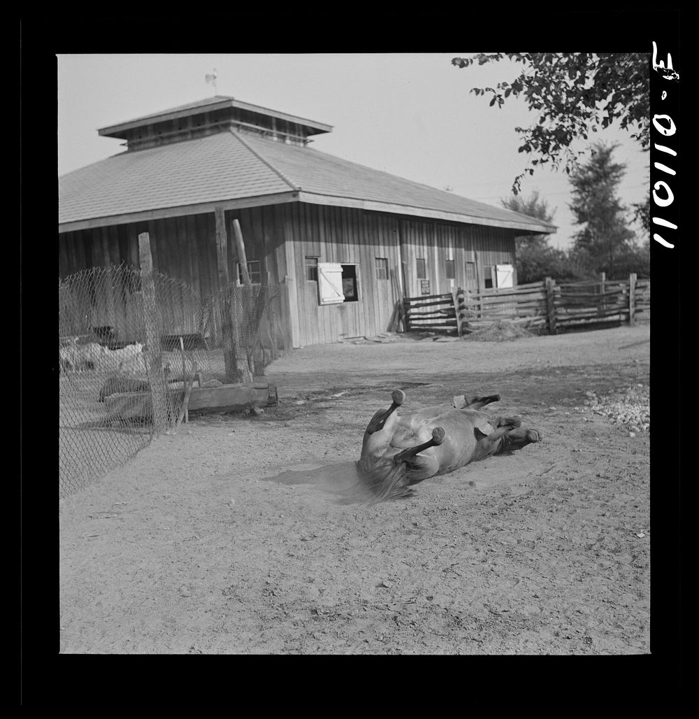 Detroit, Michigan. Pony amusing the crowd in the zoological park by rolling over. Sourced from the Library of Congress.