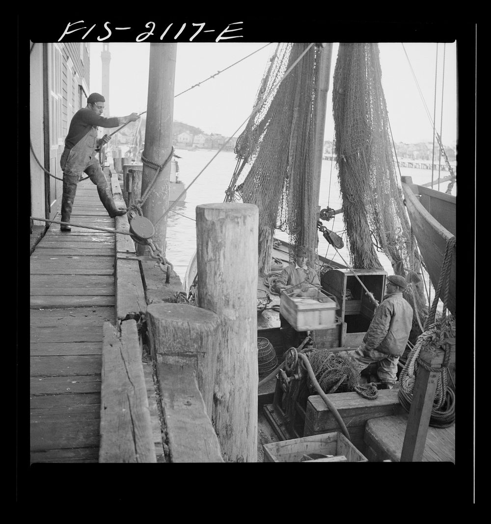 [Untitled photo, possibly related to: Provincetown, Massachusetts. Hoisting fish from the ice hold of a Portuguese trawler…