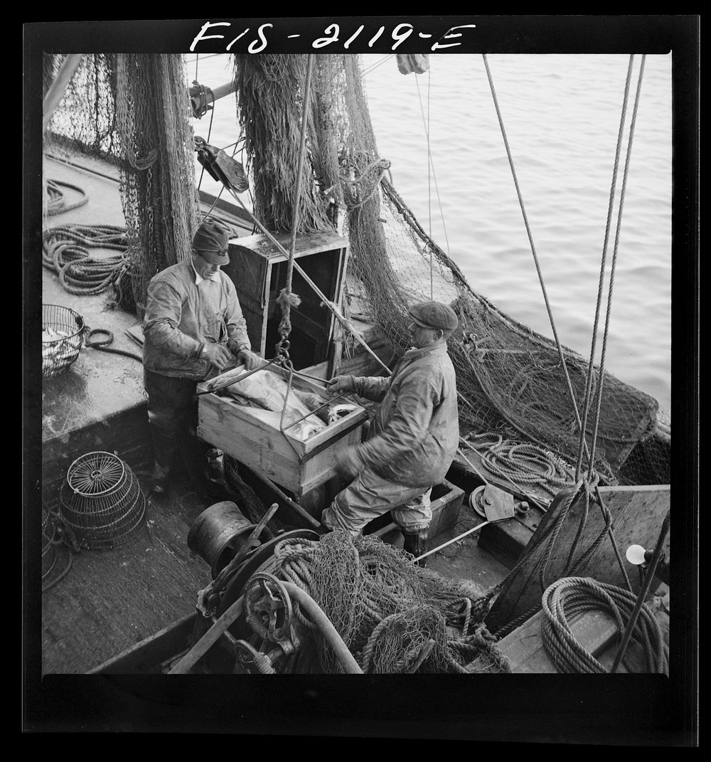 Provincetown, Massachusetts. Hoisting fish from the ice hold of a Portuguese trawler to the packing house dock. Sourced from…