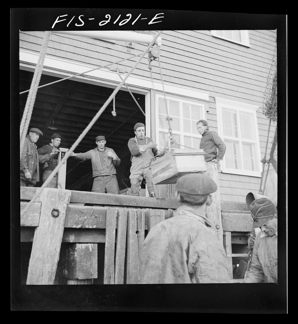 Provincetown, Massachusetts. Hoisting fish from the ice hold of a Portuguese trawler to the packing house dock. Sourced from…