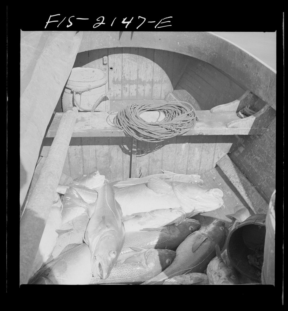 Provincetown, Massachusetts. Codfish in the bilge of a Portuguese fishing dory. Sourced from the Library of Congress.