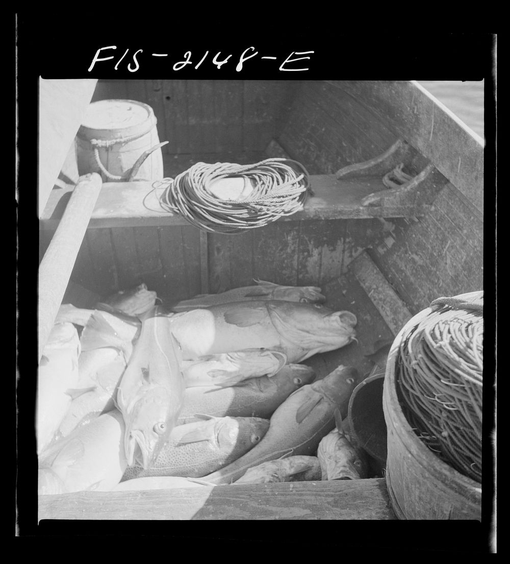 [Untitled photo, possibly related to: Provincetown, Massachusetts. Codfish in the bilge of a Portuguese fishing dory].…