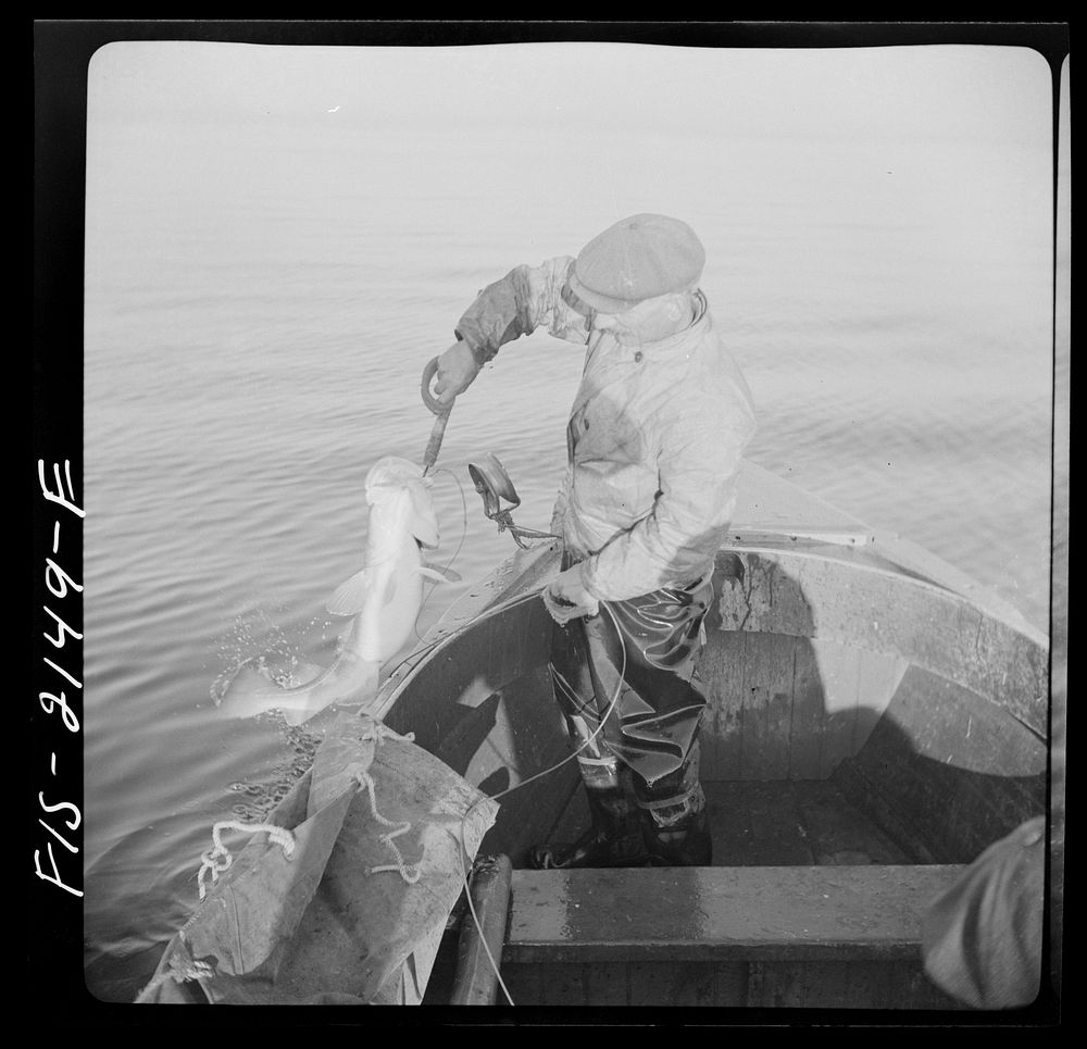 Provincetown, Massachusetts. Gaffing a cod on a Portuguese fishing dory. Sourced from the Library of Congress.