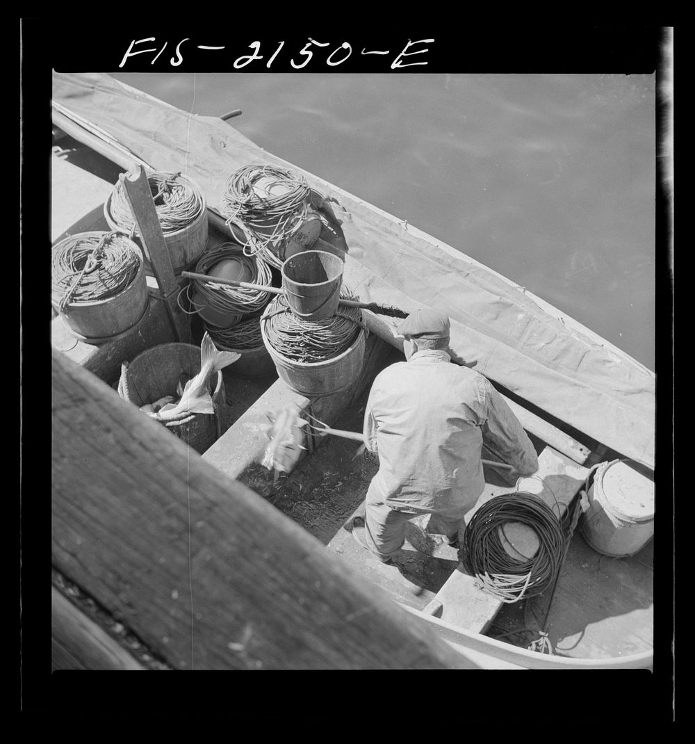 Provincetown, Massachusetts. Loading fish into tubs to be hoisted aloft from a Portuguese dory to the commercial pier.…