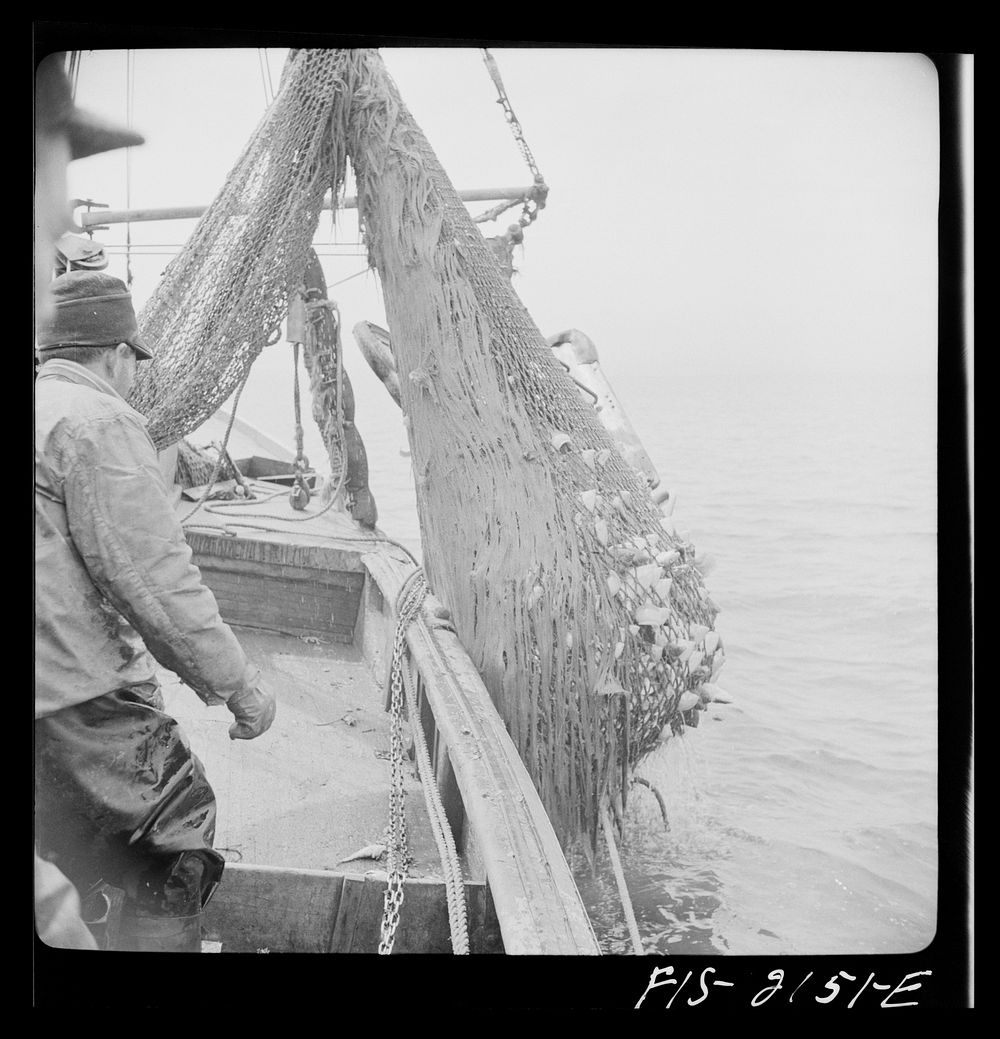 Hauling in the trawl aboard a Portuguese drag boat off Cape Cod, Massachusetts. Sourced from the Library of Congress.
