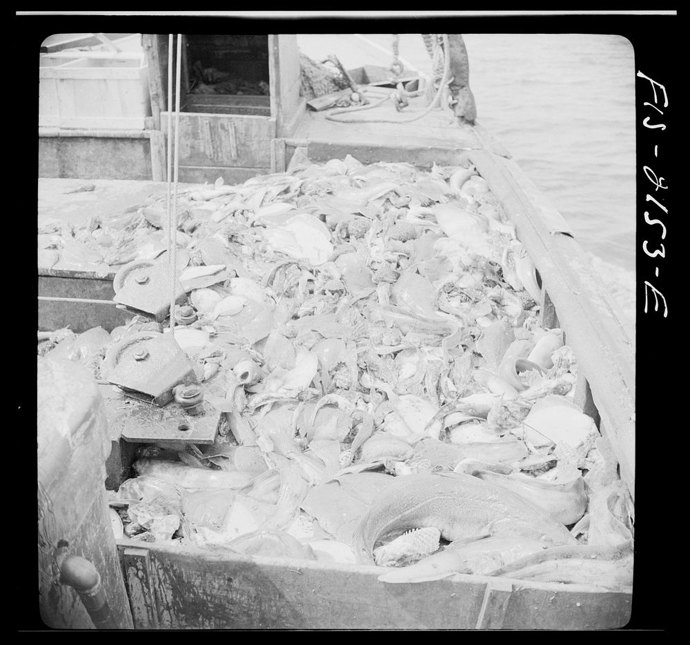 Harvest of a trawl aboard a Portuguese drag boat off Cape Cod, Massachusetts. Sourced from the Library of Congress.
