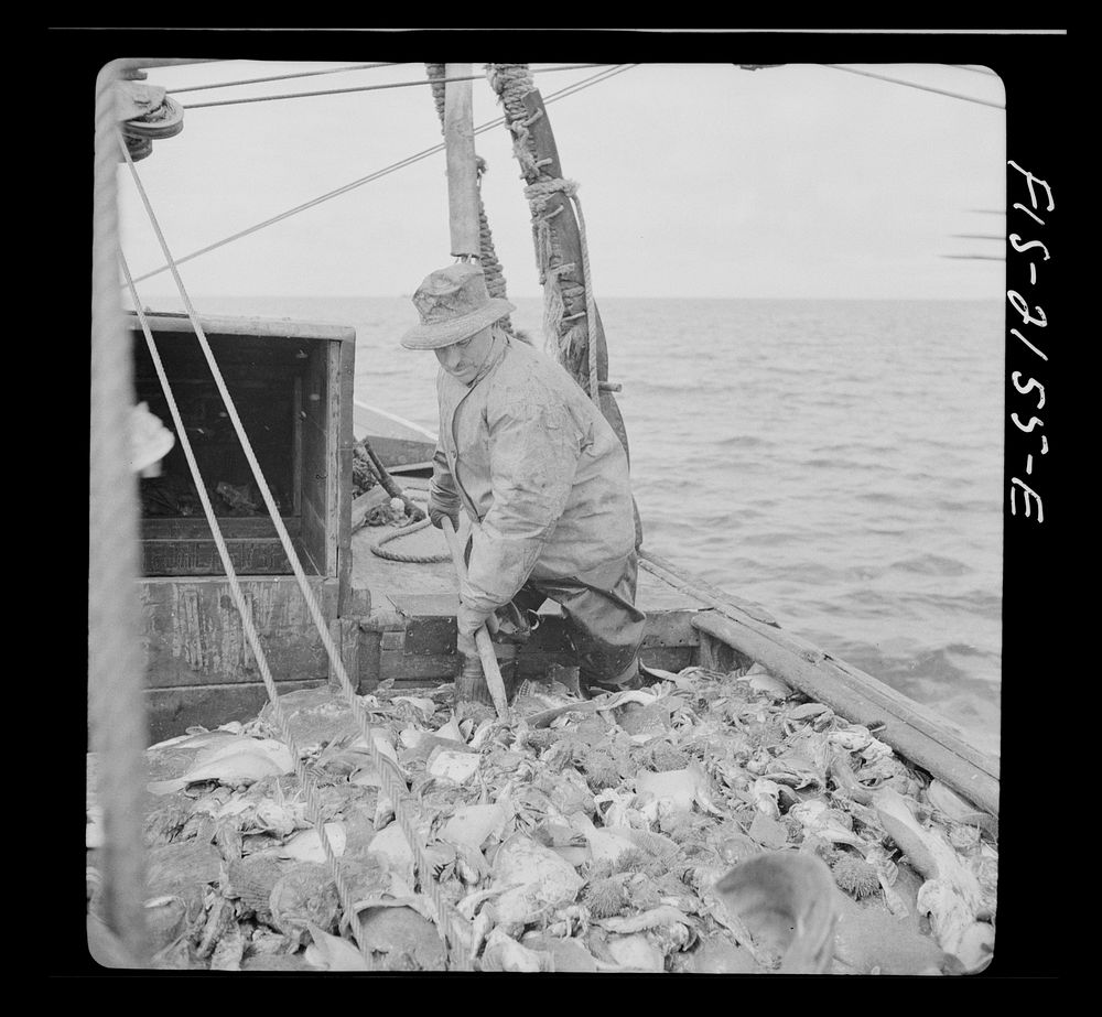 Harvest of a trawl aboard a Portuguese drag boat off Cape Cod, Massachusetts. Sourced from the Library of Congress.
