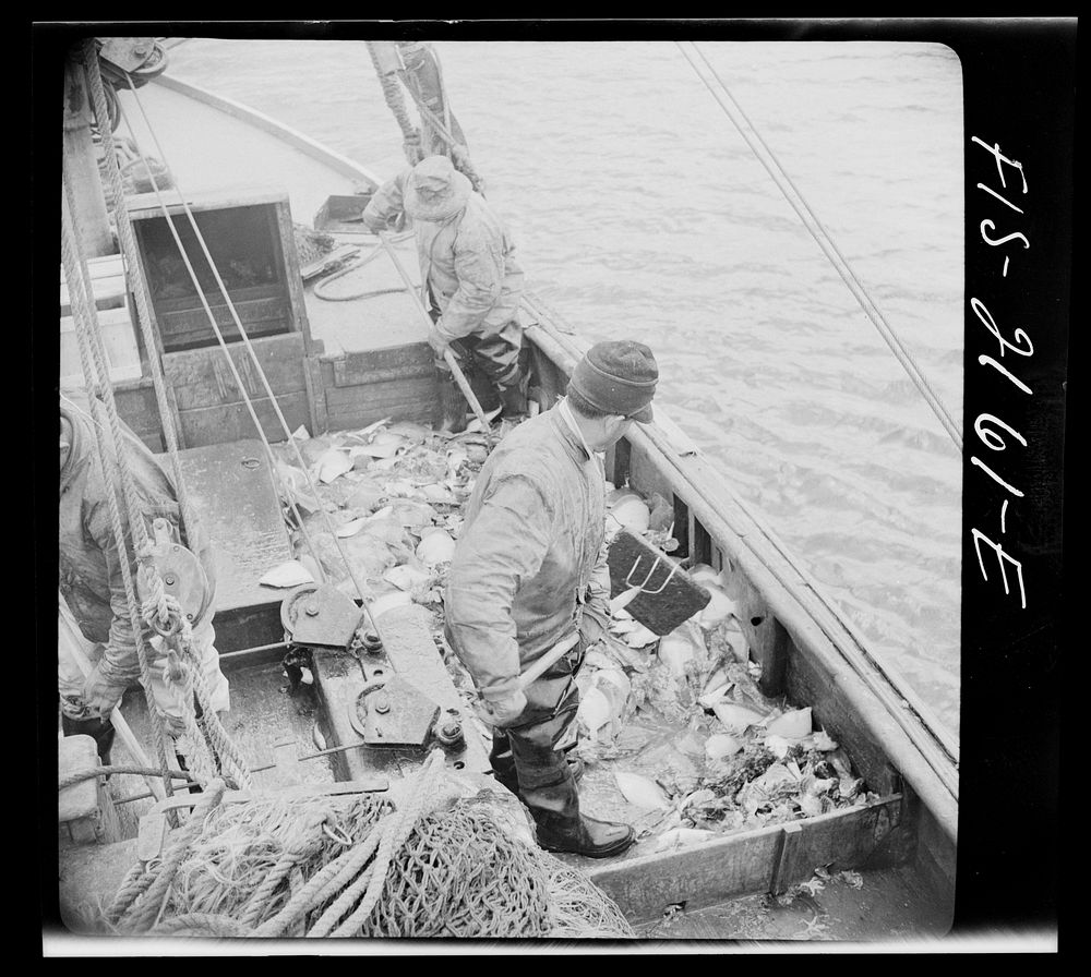 [Untitled photo, possibly related to: Provincetown, Massachusetts. Aboard the Frances and Marion, a Portuguese drag trawler…