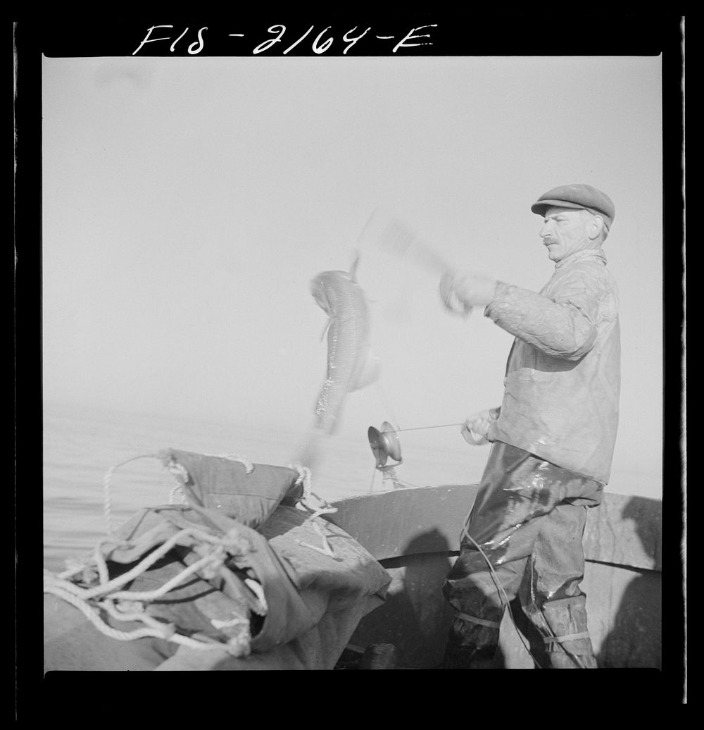 [Untitled photo, possibly related to: Hauling in a cod aboard a Portuguese fishing dory off Cape Cod, Massachusetts].…