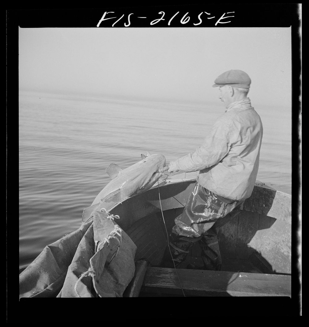Hauling in a cod aboard a Portuguese fishing dory off Cape Cod, Massachusetts. Sourced from the Library of Congress.