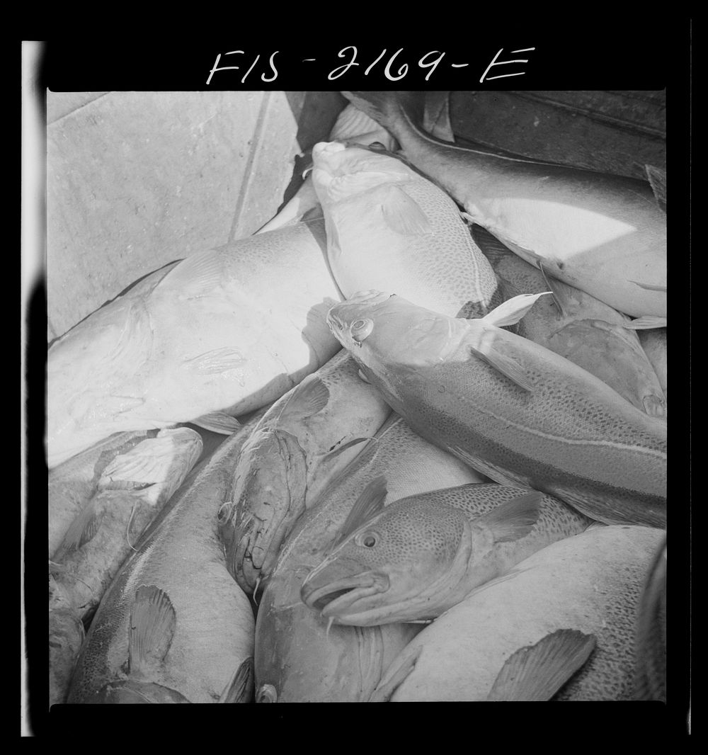 The catch aboard a Portuguese dory off Cape Cod, Massachusetts. Sourced from the Library of Congress.