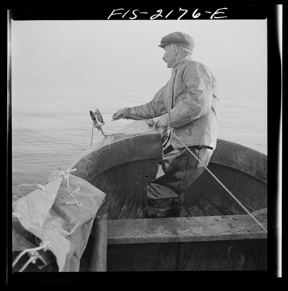 Hauling in the trawl aboard a Portuguese dory boat off Cape Cod, Massachusetts. Sourced from the Library of Congress.