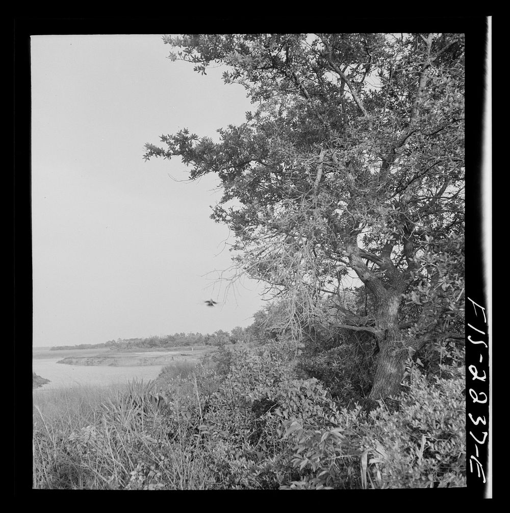 Parris Island, South Carolina. A scene near the U.S. Marine Corps glider detachment training camp. Sourced from the Library…