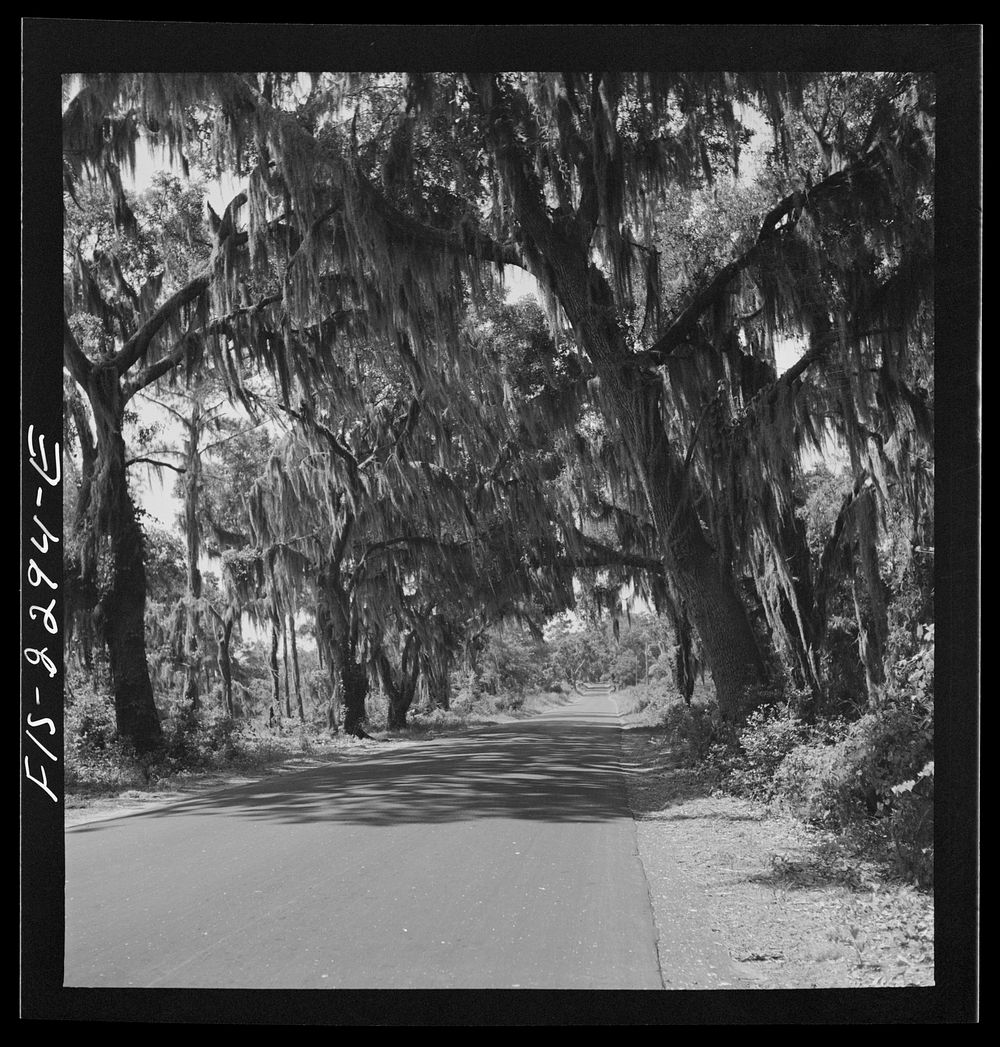 Parris Island, South Carolina. Spanish moss covered trees along the road to the U.S. Marine Corps glider detachment training…